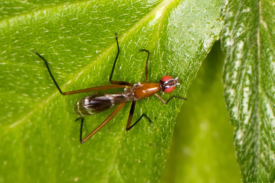 Stilt-legged Fly (Metopochetus freyi) (Metopochetus freyi)